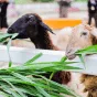 探索足球的魅力 - 抓饭直播bojun